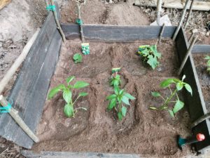 Gurken, Paprika und Peperoni