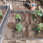 Diverse Tomatensorten