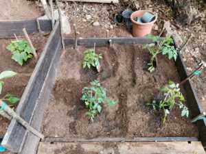 Diverse Tomatensorten